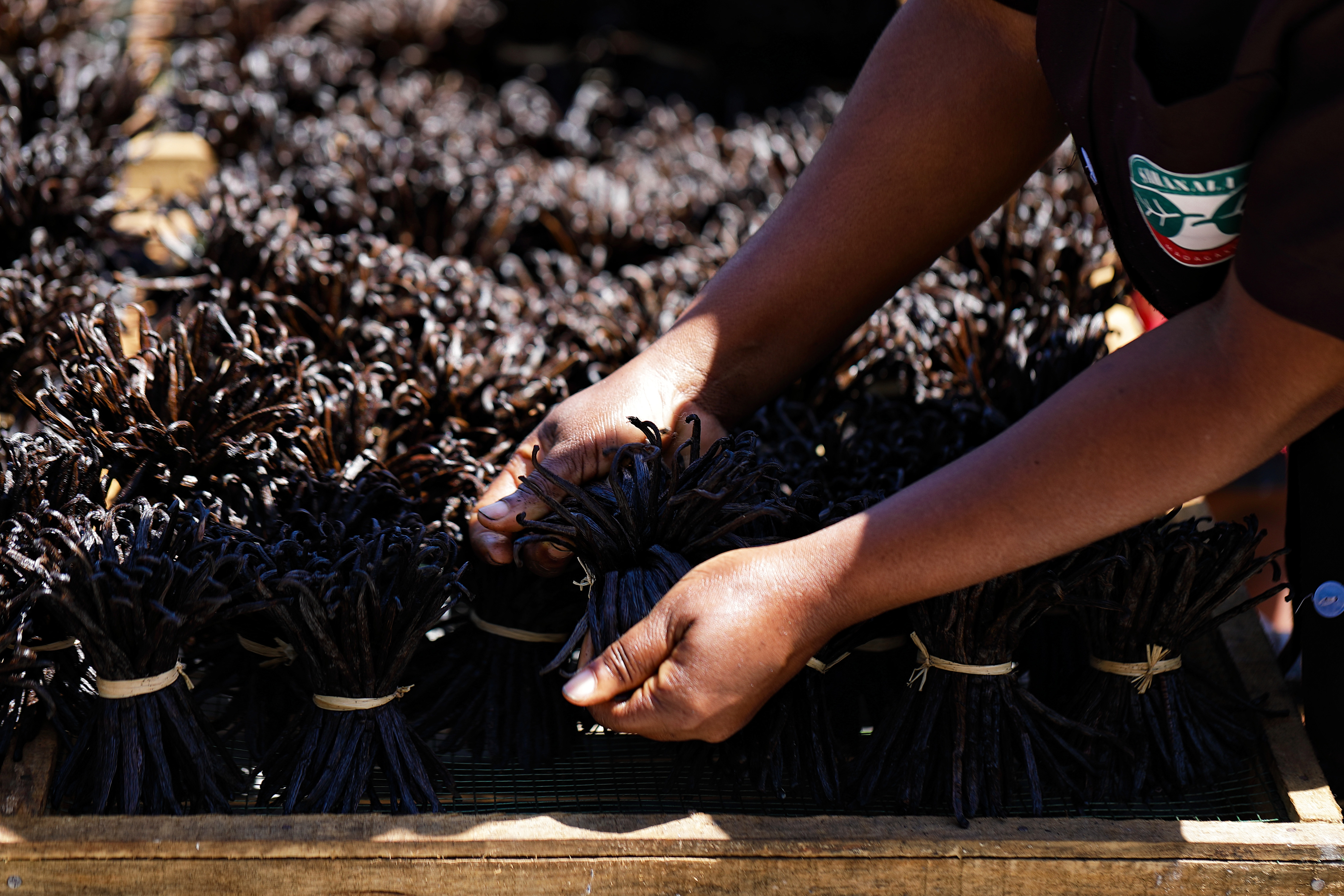 Vanilka z Madagaskaru dozrievanie